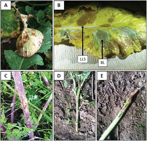 Fig. 1 (Colour online) Light leaf spot in turnip (Brassica rapa subsp. rapa) seed fields resulted in olive-brown discoloration of turnip leaf veins, prior to lesion development as well as of veins surrounding leaf lesions (a). Blackleg (BL) and light leaf spot (LLS) can both occur on the same leaf, as seen on a turnip leaf above (b). Light leaf spot on the lower stem of turnip (c). Blackleg on winter oilseed rape (Brassica napus subsp. oleifera) in western Oregon can result in stunting (≤ 1-meter in height) and canker development along the entire length of the main stem as seen in photograph (d) taken on 21 April 2015, while other plants are in bloom with a more limited canker development at the base of the plant (e).