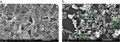 Figure 1. SEM images for Fe-BDC (a) and Fe-BDC@BC (b).