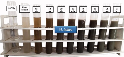 Figure 1. Colour change in the reaction mixture indicate formation of AgNPs.
