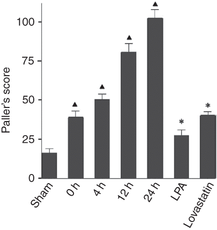 Figure 3. Paller’s scores in renal tissue section from sham-operated group, ischemia/reperfusion 0 h, 4 h, 12 h, and 24 h groups, lysophosphatidic acid (LPA) treatment group, and lovastatin treatment group. *p < 0.01 compared with sham-operated group. **p < 0.01, compared with ischemia/reperfusion 4 h group.