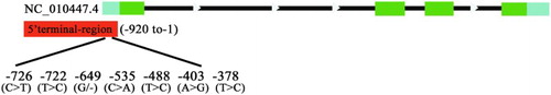 Figure 2. SNPs in 5'-terminus of the IGFBP-6 gene.