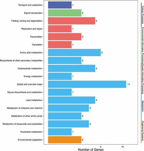 Figure 2. Enrichment analysis results of pathway.