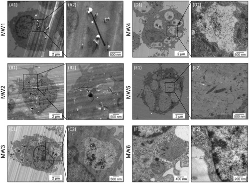 Figure 5. Morphology of MWCNTs uptaken by NR8383 cells. TEM confirmed that MWCNTs are present in NR8383 cells exposed to working solutions MW1–MW6 for 24 h. MWCNT: multi-walled carbon nanotube; TEM: transmission electron microscopy.