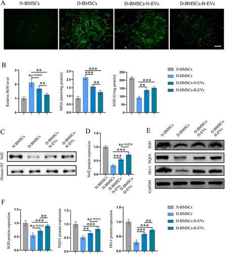 Figure 8 H-EVs pretreatment alleviated oxidative stress and activated the Nrf2 pathway in diabetic BMSCs. (A) The intracellular ROS levels of MSCs was detected using DCFH-DA (scale bar: 100 μm). (B) The relative fluorescence intensity of DCFH-DA was quantified using flow analysis; the MDA level and SOD viability of MSCs were determined using commercial kits (n = 6). (C) Protein expression of Nrf2 in cell nucleus was detected by Western blotting. (D) Semi-quantitative analysis of Nrf2 level (n = 5). (E) Protein expression of SOD, NQO1 and HO-1 in the cytosol. (F) Semi-quantitative analyses of SOD, NQO1 and HO-1 (n = 6).