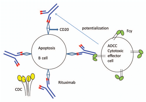 Figure 1 Rituximab mode of action: apoptosis and ADCC. Rituximab mediated apoptosis is thought to be a consequence of caspase-3 activation. Complement activation by the Fc portion of the antibody leading to cell lysis is another mode of action of rituximab. Rituximab also induces ADCC mediated by a variety of effector cells (natural killer cells, granulocytes and macrophages). ADCC in the presence of rituximab represent killing of B cells by effector cells that are activated by binding to the Fc portion of the chimeric anti-CD20 molecule.