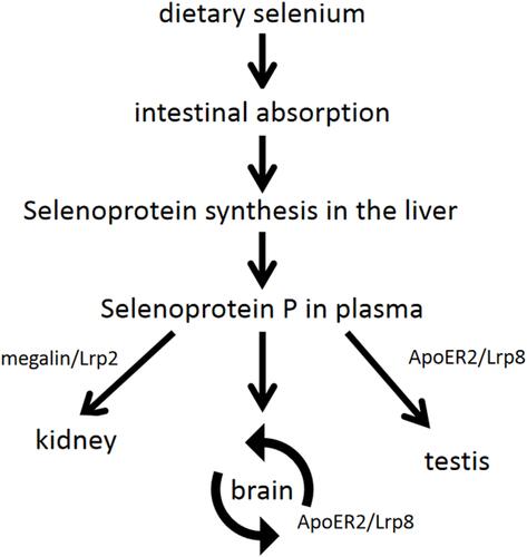 Figure 10 Summary of the transport function of SeP. Dietary Se is absorbed through the small intestine, and various Se compounds synthesize selenoprotein in the liver via circulation of portal vein, including SeP. Plasma SeP preferentially transports Se to various target tissues, such as the brain, kidney and testis. SeP transport in the brain is complicated because Se passes through multiple cell membranes before eventually reaching neurons. The neuronal SeP synthesis and ApoER2/Lrp8-mediated SeP reuptake in the brain are called the SeP cycle. Testicular function is also dependent on ApoER2/Lrp8-mediated SeP uptake. Megalin/Lrp2 is expressed in renal tubular epithelium and is involved in the reabsorption of SeP from glomerular filtrate.