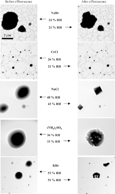 FIG. 4 Images of each chemical species taken immediately before and after efflorescence at ∼ 279 K. The NaBr and CsCl particles are imaged on lacey carbon substrates whereas the other salts are imaged on substrates with continuous carbon films. A change in particle morphology occurs at RH values less than the ERH for each of the salt particles.