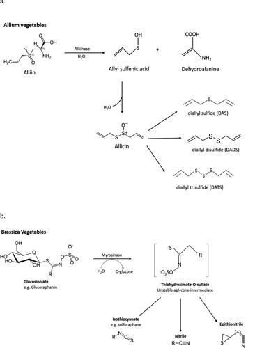 Figure 3. Reaction pathway of (a) alliinase and (b) myrosinase.