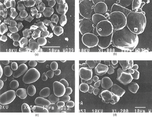 Figure 4 Scanning electron micrographs (SEM): (a) rice, (b) wheat, (c) corn, (d) barley (bar = 10 mm).