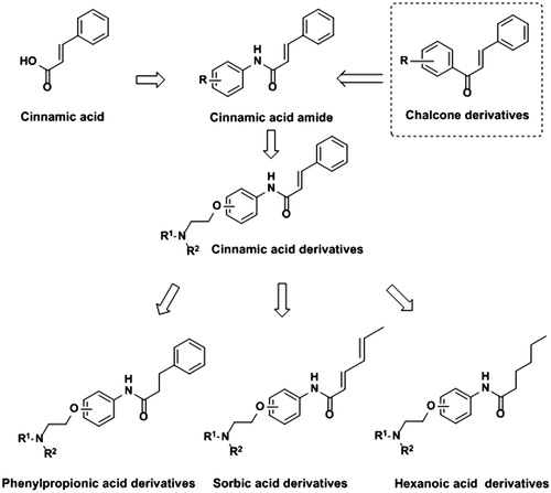 Figure 1. Design strategy of cinnamic acid, phenylpropionic acid, sorbic acid and hexanoic acid derivatives.