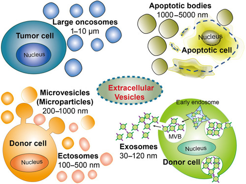 Figure 1 Schematic representation of the EV biogenesis. EVs family has more than four members, they are exosomes (30–120 nm), microparticles (or microvesicles, 200–1000 nm, ectosomes, 100–500 nm), large oncosomes (1–10 µm), and apoptotic bodies (1–5 µm).