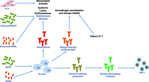 Figure 1. Antibodies in Pathogenesis and Prevention of Diseases. FLS, Fibroblast-like Synoviocytes; BAFF, B cell activating factor; APRIL, a proliferation–inducing ligand; IgE, Immunoglobulin E and HIV-1, Human immunodeficiency virus.