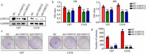 Figure 4. Knockdown of CHST12 decreased the proliferation of GBM cells. (a) Western blot was used to detect the expression of CHST12 in the CHST12 knockdown group and normal control (NC) group. (b) CCK-8 was used to detect the proliferation of the CHST12 knockdown group and NC group. (c) Colony formation assay was used to detect the colony formation ability of the CHST12 knockdown group and NC group. **P < 0.01