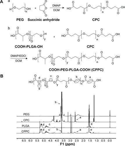 Figure 1 Synthesis and verification of COOH-PEG-PLGA-COOH (CPPC) copolymer.Notes: (A) CPC was synthesized by esterification of PEG and succinic anhydride (a), and CPPC was synthesized by a standard EDCI/DMAP-mediated chemical reaction (b); (B) The 1H-NMR spectra of PEG, CPPC, PLGA, and CPPC in CDCl3. CPPC was proved to be successfully synthesized according to the 1H-NMR spectrum because it contained the principal proton peaks of CPC moiety (a) (b) and PLGA moiety (c) (d) (e).Abbreviations: CPC, COOH-PEG-COOH; DCM, dichloromethane; DMAP, 4-dimethylaminopyridine; EDCI, 1-(3-dimethylaminopropyl)-3-ethylcarbodiimide hydrochloride; 1H-NMR, proton nuclear magnetic resonance.