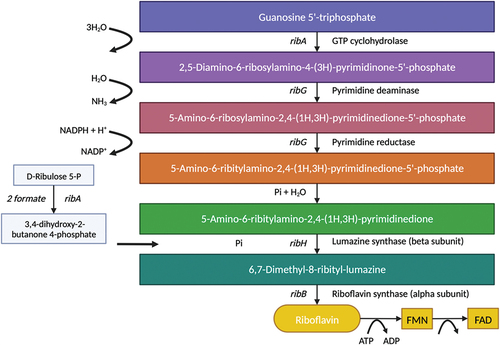 Figure 4. Mechanism of biosynthesis of riboflavin (vitamin B2) in bacteria by Thakur et al.[Citation53].