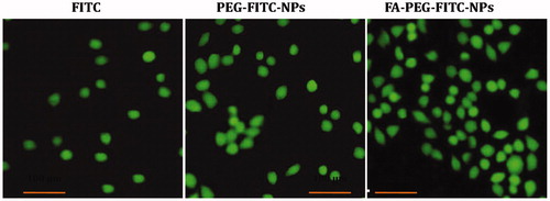 Figure 4. The fluorescence microscopy photomicrographs showing uptake of dye (FITC)-loaded NPs (FITC-NPs) in A549 cell line. The FITC-labeled FA-PEG-FITC-FANPs showed greater uptake in comparison with free FITC, PEG-FITC-NPs.