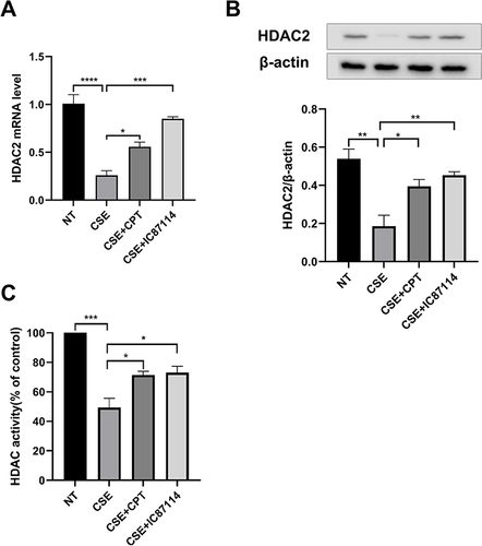 Figure 3 Effects of pretreatment with CPT or IC87114 on HDAC2 mRNA, protein, and total HDAC activity after CSE exposure in U937 cells.