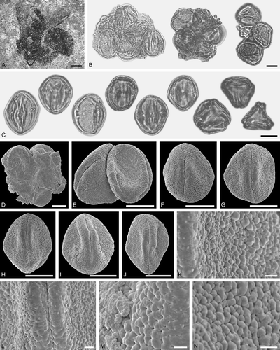Figure 2. Electrapis sp. from Messel and associated pollen grains. A. Female (worker caste) FIS MeI 3300. B, C. LM micrographs. D‒N. SEM micrographs. B. Clumps of Nyssa sp. pollen grains. C. Nyssa sp. grains in equatorial view (left) and polar view (right). D, E. Clumps of Nyssa sp. pollen grains. F‒J. Nyssa sp. grains in equatorial view. K‒N. Nyssa sp., details of tectum surface. Scale bars – 2 mm (A), 10 µm (B‒J), 1 µm (K‒N).