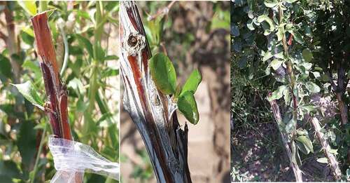 Figure 4. The successful chip budding of Iranian seedless barberry cultivar on B. integerrima Bunge after two, four and 12 weeks