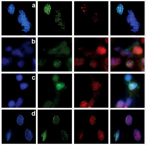 Figure 3. In 4dpf zebrafish embryo cells the distribution of ETUNEL signal (green) is different from the one of SNF2 (red) chromatin remodeling marker (a). There is substantial colocalization between ETUNEL (green) and euchromatin marker H3K9-ac (red) (b), and virtually no overlapping with histone H3K9-Me3 (red), specific to heterochromatic regions (c). ETUNEL sites (green) are not located at sites of intense transcription, marked by RNA polymerase II (red) (d).