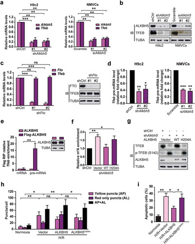 Figure 7. ALKBH5, but not FTO, reverses H/R-mediated m6A modification of TFEB mRNA in cardiomyocytes. (a) qRT-PCR analysis of Tfeb mRNA expression in H9c2 cells and NMVCs with or without ALKBH5 knockdown. Samples were normalized to Gapdh mRNA (mean ± SD; n = 3; **P < 0.01 and ***P < 0.001 vs. shCtrl). (b) Western blotting of TFEB in H9c2 cells and NMVCs with or without ALKBH5 knockdown (mean ± SD; n = 3; **P < 0.01 vs. Scramble). (c) qRT-PCR analysis of Tfeb mRNA expression and western blotting of TFEB in H9c2 cells treated with control or FTO shRNAs (mean ± SD; n = 3; ***P < 0.001 and ns: no significant difference vs. shCtrl). (d) qRT-PCR analysis of Tfeb pre-mRNA in H9c2 cells and NMVCs with or without ALKBH5 knockdown (mean ± SD; n = 3; *P < 0.05, **P < 0.01 ***P < 0.001 vs. shCtrl or Scramble). (e) RIP analysis of transcripts from the nuclear extracts of H9c2 cells expressing exogenous ALKBH5 with or without Flag tag. Enrichment of Tfeb mature and pre-mRNA with Flag was measured by qPCR and normalized to input. Western blotting of ALKBH5 showing equal expression of tagged or untagged proteins. (mean ± SD; n = 3; *P < 0.05). (f) Me-RIP-qPCR assay of m6A levels of Tfeb pre-mRNA in H9c2 cells with or without ALKBH5 knockdown and transfected with control, wild-type, or mutant ALKBH5 plasmid and treated with H/R (mean ± SD; n = 3; *P < 0.05 and **P < 0.01). (g) Western blotting of TFEB in H9c2 cells with or without ALKBH5 knockdown and transfected with control, wild type, or mutant ALKBH5 plasmid. (h) NMVCs were transfected with adenovirus harboring tandem fluorescent mRFP-GFP-LC3 for 24 h and then subjected to different treatments. And semi-quantitative analysis of autophagosomes/AP and autolysosomes/AL. (mean ± SD; n ≥ 35; *P < 0.05, **P < 0.01 and ns: no significant difference). (i) NMVCs were infected with an adenovirus ALKBH5 (Ad-ALKBH5) and then cultured under H/R conditions or normoxia. Apoptosis analysis was performed. The percentage of apoptosis was increased significantly after H/R whereas WT ALKBH5 but not its mutant significantly attenuated the effects of H/R on NMVCs. Quantifications of apoptotic cell percentage are shown (mean ± SD; n = 3; *P < 0.05 and **P < 0.01). P values were calculated with student’s t-test.