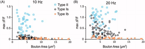 Figure 3. Lack of correlation between GCaMP signal amplitudes (ΔF/F) and bouton size within type Ib, Is and II boutons. Max ΔF/F vs. bouton sizes of type II, Is and Ib synapses with stimulation frequency at (A) 10 Hz and (B) 20 Hz. 8–11 NMJs.