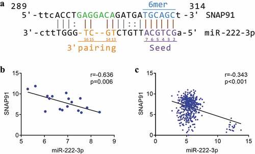 Figure 5. The association between miRNA-222-3p and SNAP91. (a) The binding sequence between SNAP91 and miRNA-222-3p. (b) Spearman’s correlation analysis between miRNA-222-3p and SNAP91 in MPCa. (c) Spearman’s correlation analysis between miRNA-222-3p and SNAP91 in PCa. SNAP91: synaptosome-associated protein 91; MPCa: metastatic prostate cancer; PCa: prostate cancer