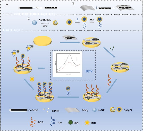 Scheme 1. Schematic of electrochemical aptamer sensor for the determination of tobramycin. AA: ascorbic acid; BSA: albumin; TOB: tobramycin; DPV: differential pulse voltammetry.