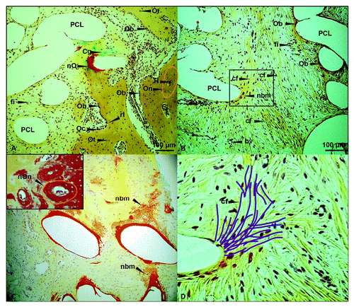 Figure 6. Movat’s pentachrome staining: detailed investigation. (AandB) Detailed description of new bone formation within the PCL scaffold. (C) Active stage of new bone accumulation, left top picture shows well organized new osteons. (D) Enlargement of (B) (black frame) presenting detailed collagen structure, partly marked with violet lines; (original magnification: [A and B] 100x). Ob, osteoblast; Oc, osteoclast; Ot, osteocyte; H, Haversian canal; On, osteon (red circle); fi, fibroblast; bv, blood vessel; rl, resorpition lacuna; nmb, new bone matrix; nO, new osteoids; Cg, cartilage; cf, collagen fibers.