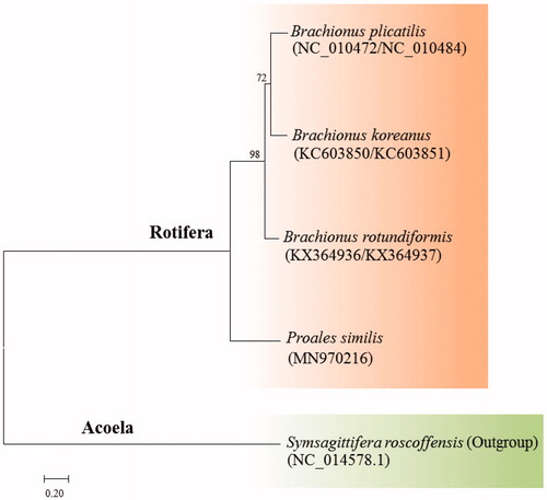 Figure 1. Phylogenetic analysis of the marine rotifer Proales similis mitochondrial DNA. We conducted a comparison of four monogonont rotifer species with 12 protein-coding genes (PCGs) with an outgroup. The amino acid sequences of 12 PCGs were aligned by ClustalW. Maximum likelihood (ML) analysis was performed by Raxml 8.2.8 (http://sco.h-its.org/exelixis/software.html) with GTR + γ+I nucleotide substitution model. The rapid bootstrap analysis was conducted with 1000 replications. The marine flatworm Symsagittifera roscoffensis served as an outgroup. Ln = −25855.214063.