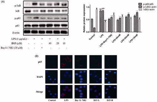 Figure 5. Compound D15 suppressed LPS-induced activation of NF-κB signaling pathway in RAW 264.7 cells. After pretreatment with D15 (10 ∼ 40 µM), RAW 264.7 cells were stimulated with LPS (1 µg/mL) for 30 min. The total and phosphorylation levels of NF-κB were detected by Western blot. (A) Quantitative analysis of p-IκB and p-p65, total IκB and p65 were used as loading control, respectively. (B) Immunofluorescence analysis of compound D15. ###p < .001 compared with unstimulated cells, *p < .05 and ***p < .001 compared with LPS-stimulated cells. Data were from at least three independent experiments, each performed in duplicate.