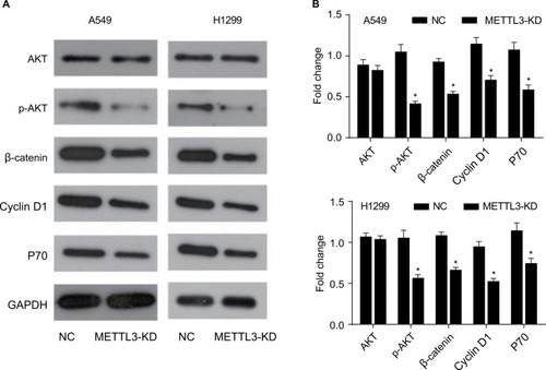 Figure 6 Knockdown of METTL3 induced apoptosis through the AKT signaling pathway.Notes: (A) The expression of AKT pathway related proteins was analyzed by Western blot. (B) The values of the band intensity represent the densitometry estimation of each band normalized to GAPDH. Experiments in this figure were all performed in triplicate (*P<0.05).