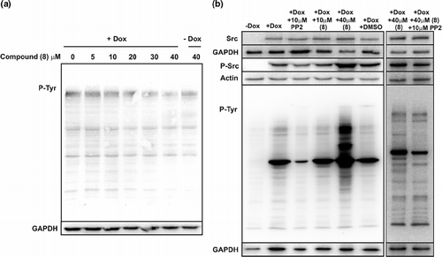 Figure 2 The effects of compound (8) on tyrosine phosphorylation in wild type HCT 116 cells (A) and in HCT 116 wtSrc23 cells engineered for inducible expression of c-Src (B). (A) Total phosphotyrosine signal (P-Tyr) detected in HCT 116 cells after 24 h of treatment with the indicated concentrations of compound (8) in the presence (+ Dox) or absence ( − Dox) of doxycycline. GAPDH blot provides the loading control. (B) Total phosphotyrosine signal (P-Tyr) detected in HCT 116 wtSrc23 cells 24 h after indicated treatments (see Materials and Methods section for details). Src and P-Src blots illustrate accompanying levels of total c-Src and phospho-c-Src (Tyr 418 phosphorylation) respectively. GAPDH and Actin blots provide the loading controls.