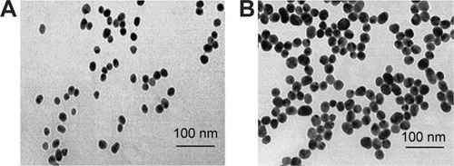 Figure 1 Transmission electron microscope structures of (A) uncoated GNP and (B) PEG-coated GNP.Abbreviations: GNPs, gold nanoparticles; PEG, poly-ethylene-glycol.