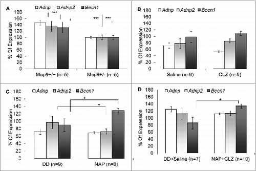 Figure 2. Becn1 expression-deficiency in Map6+/− mice is ameliorated by NAP + CLZ combination treatment. Quantitative real-time PCR was performed for Adnp (white bars), Adnp2 (gray bars) and Becn1 (black bars). Results are depicted in graphs of percentage of expression of the naïve Map6+/− mice. Each transcript was compared to itself in Map6+/− mice vs. Map6+/+ mice (A) or the comparative treatment with the relevant vehicle, all in the Map6+/− mice (Saline vs. CLZ+/- (i.e. saline-treated Map6+/− mice or CLZ treated Map6+/− respectively), B; DD vs. NAP+/- (i.e., DD-treated Map6+/− mice or NAP treated Map6+/− respectively), C and DD+Saline vs. NAP+CLZ+/-, D) using the Student t test. Panel A compares Map6+/− mice to Map6+/+ mice. A significant ∼40% decrease was observed for all tested genes in the Map6+/- mice (***P < 0.001). Panel (B) shows no effect for CLZ treatment when compared to saline injection, while panel (C) shows a significant effect of NAP on Becn1 expression and Adnp2 expression (with NAP normalizing Becn1 expression) in comparison to vehicle only, (*P < 0.05). Panel (D) shows that the combination of CLZ+NAP normalized Becn1 expression (*P < 0.05).