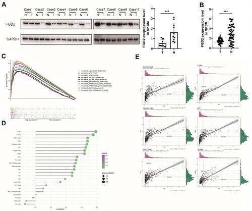 Figure 6 Validation of FGD2 in clinical specimens. (A) FGD2 expression in melanoma and paired non-tumor skin tissues validated by Western Blotting analysis (n=10). N: Normal tissues; T: Tumor tissues; (B) FGD2 expression of in melanoma and paired non-tumor skin tissues validated by RT-qPCR analysis (analyzed by Student’s t-test); (C) FGD2 associated pathways assessed by GSEA analysis; (D) The correlation of FGD2 and various types of immune cells assessed by ssGSEA analysis; (E) Top 6 FGD2 associated immune cells derived from the ssGSEA analysis. All experiments were conducted in triplicate.