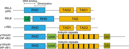 Figure 1 NF-κB protein family.