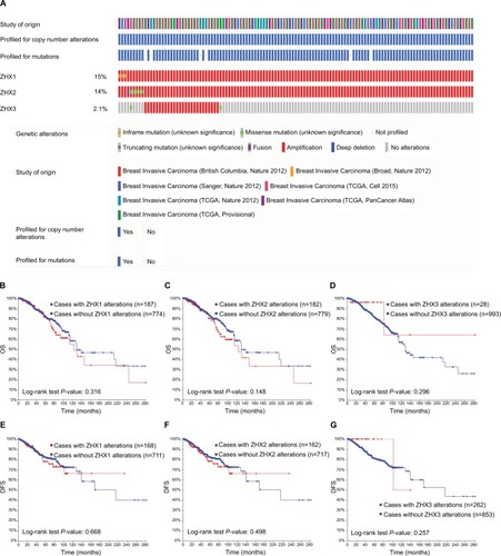 Figure 5 Genetic alterations of ZHX gene expression and their association with patient survival in breast invasive carcinoma (cBioPortal).Notes: (A) Oncoprint in cBioPortal represented the proportion and distribution of samples with alterations in ZHX factors. The figure was cropped on the right to exclude samples without alterations. (B–D) Kaplan–Meier plots comparing OS in cases with/without ZHX1 (B), ZHX2 (C) and ZHX3 (D) alterations. (E–G) Kaplan–Meier plots comparing DFS in cases with/without ZHX1 (E), ZHX2 (F) and ZHX3 (G) alterations.Abbreviations: DFS, disease-free survival; OS, overall survival; TCGA, The Cancer Genome Atlas.