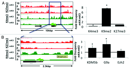 Figure 3.Six2 silencing in induced mK4 cells correlates with acquisition of a repressive chromatin signature. Six2 is expressed in uninduced mK3 but not induced mK4 cells. On the left side, low and high power snapshots of ChIP-Seq H3K4me3 (green) and H3K27me3 (red) tracks are shown. The right panel depicts ChIP-qPCR in the yellow-boxed region. Silencing of Six2 in mK4 cells is associated with loss of H3K4me3, gain of H3K4 demethylase, Kdm5b, and gain of H3K9me2 and methyltrasnferase G9a. Fold occupancy normalized to input and isotype-specific IgG controls. mK3 ChIP value is given a value of 1. n = 3 ChIP experiments per antibody. * p < 0.05 mK4 vs. mK3.