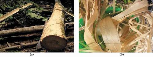 Figure 1. (a) Waru tree (hibiscus tiliaceus) trunk (b) Waru tree (hibiscus tiliaceus) bark fiber.