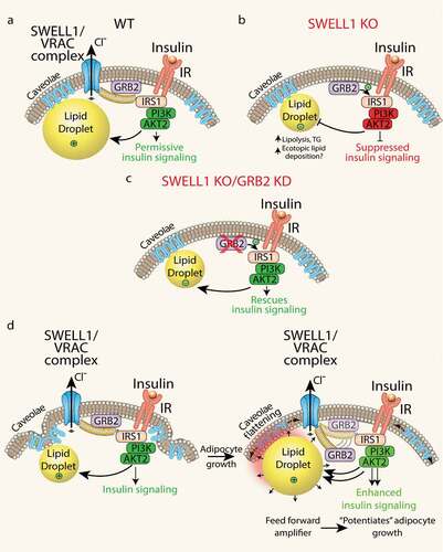 Figure 3. Adipocyte SWELL1/VRAC complex regulates insulin-GRB2-PI3K-AKT2 signalling and senses mechanical forces via caveolae flattening to tune insulin-AKT2 signalling by modulating GRB2-IRS1 interactions. (a) In WT adipocytes, SWELL1 restrains GRB2 from suppression of PI3K-AKT2 signalling. (b) SWELL1 ablation releases GRB2 to fully inhibit insulin-PI3K-AKT2 signalling. (c) GRB2 knock-down (KD) in SWELL1 KO adipocytes fully rescues insulin-PI3K-AKT2 signalling. (d) Working model: adipocyte expansion activates the SWELL1/VRAC complex to disinhibit insulin-PI3K-AKT2 via GRB2, and thereby support lipogenesis and continued adipocyte growth, in a feed-forward manner, potentiating adipocyte hypertrophy.