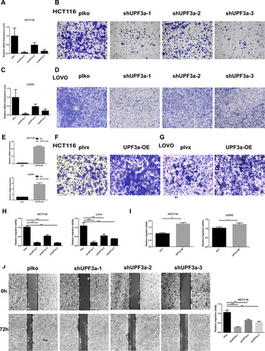 Figure 2 Alteration of UPF3a expression affects cell mobility. (A) UPF3a knockdown was confirmed in HCT116 cells by real-time quantitative polymerase chain reaction test. (B) The effects of UPF3a knockdown on migration were detected by Transwell-migration assays in HCT116 cells (magnification: ×40). (C) UPF3a knockdown was confirmed in Lovo cells by real-time quantitative polymerase chain reaction test. (D) The effects of UPF3a knockdown on migration were detected by Transwell-migration assays in Lovo cells (magnification: ×40). (E) UPF3a overexpression was confirmed in HCT116 cells and LOVO cells by real-time quantitative polymerase chain reaction test. (F) The effects of UPF3a overexpression on migration were detected by Transwell-migration assays in HCT116 cells (magnification: ×40). (G) The effects of UPF3a overexpression on migration were detected by Transwell-migration assays in LOVO cells (magnification: ×40) (H) Statistical analysis of migration ability of the effects of UPF3a knockdown in HCT116 cells and LOVO cells. ***Means p <0.001. (I) Statistical analysis of migration ability of the effects of UPF3a overexpression in HCT116 cells and LOVO cells. *Means p<0.05, **means p <0.01. (J) The migratory capacity of UPF3a depletion or control in HCT116 cells were determined by wound‐healing assay. The extent of migration was determined at 72 hr. After the initial scratch wound (magnification: ×40). **Means p <0.01, ***means p <0.001.