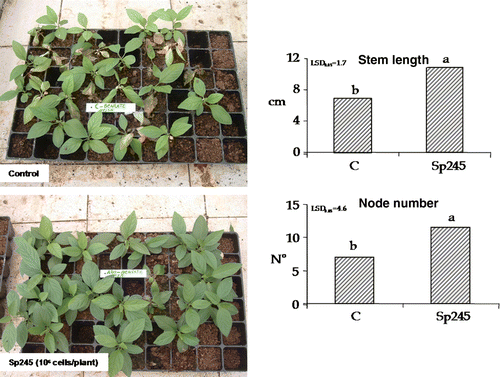 Figure 3.  Stem length and node number were positively affected by Sp245, in 80-day-old Mr.S 2/5 plants (60 days after inoculation. C = control. The data were subjected to one-way ANOVA (p<0.05). On the left, differences in plant growth and survival, between inoculated and uninoculated plants are compared.