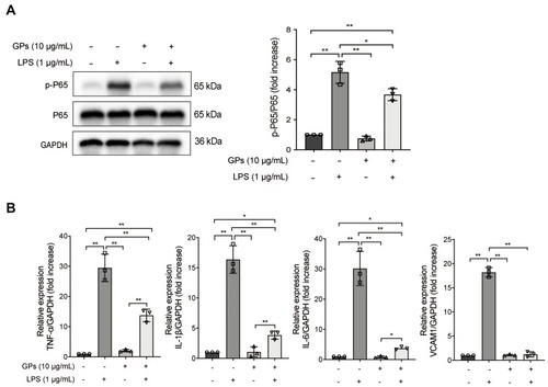 Figure 7 GPs alleviated inflammatory response in epithelial cells. (A) GPs (10 μg/mL, 8 h) contributed to inhibit the p-p65 and (B) the cytokines in the MLE-12 induced by LPS (1 μg/mL, 8 h), indicating that GPs could alleviate the inflammatory response in epithelial cells. Data are presented as means ± SD. **P < 0.01; *P < 0.05.