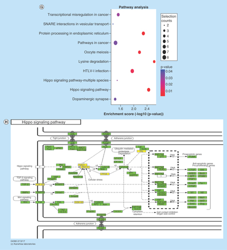 Figure 4.  Gene ontology term analysis and KEGG pathway analysis of differentially expressed circular RNA host genes.(A–F) Main GO term analysis of 22RV1 versus RWPE-1, PC3 versus RWPE-1 and PC3 versus 22RV1 with p-value < 0.05 and enrichment score > 1.0; the values plotted on Y axis are the percentage of the corresponding host genes in total genes of each group. (G, I) Top 10 pathways shown by KEGG pathway analysis in the group PC3 versus RWPE-1 (downregulation) and 22RV1 versus RWPE-1 (downregulation) with p-value < 0.05 and enrichment score > 1.0. (H, J) The pathway maps of ‘Hippo signaling pathway’ and ‘Rap1 signaling pathway’, where the yellow-marked nodes are host genes associated with downregulated circRNAs and the green nodes have no significance.