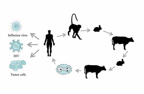 Figure 1. The history and application of TTV. TTV was isolated from smallpox patients in 1926. TTV passed through three generations in monkeys, five generations in rabbits, three generations in cattle, one to two generations in rabbits and one to three generations in cattle, before becoming the recombinant TTV that is now widely used against many diseases and tumors