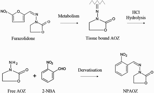 Figure 1. Tissue-bound AOZ formation by metabolism, HCl hydrolysis and AOZ derivatization to produce target analyte which could be recognized by the antibody.
