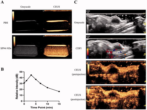 Figure 4. CEUI. (A) Ultrasound images of SP94-NDs in vitro. PBS was used as a negative control. (B) Time-intensity curve of SP94-NDs in vitro within 15 min. (C) Ultrasound images of SP94-NDs in vivo. Data are expressed as means ± SD (n = 3).