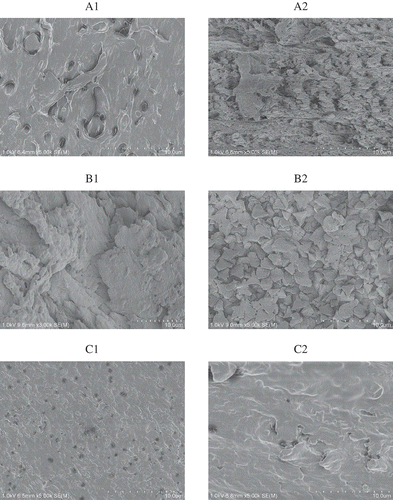 FIGURE 2 SEM micrographs of the surface morphology and microstructure of tilapia opercular which treated with papain and Ca(OH)2. (A1) surface of desalinated opercular; (A2) section of desalinated opercular; (B1) surface of desalinated opercular treated with Ca(OH)2; (B2) section of desalinated opercular treated with Ca(OH)2; (C1) surface of desalinated opercular treated with papain; (C2) section of desalinated opercular treated with papain.