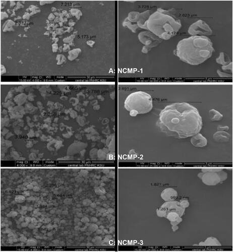 Figure 4 SEM photographs of liposomes spray dried in the presence of different ratios of chitosan (w/w). (A) NCMP1 at lipid:CH ratio of 1:0.5, (B) NCMP2 at lipid:CH ratio 1:1, (C) NCMP3 at lipid:CH ratio of 1:1.5. Pictures were taken at 4000× and 25,000× magniﬁcations.